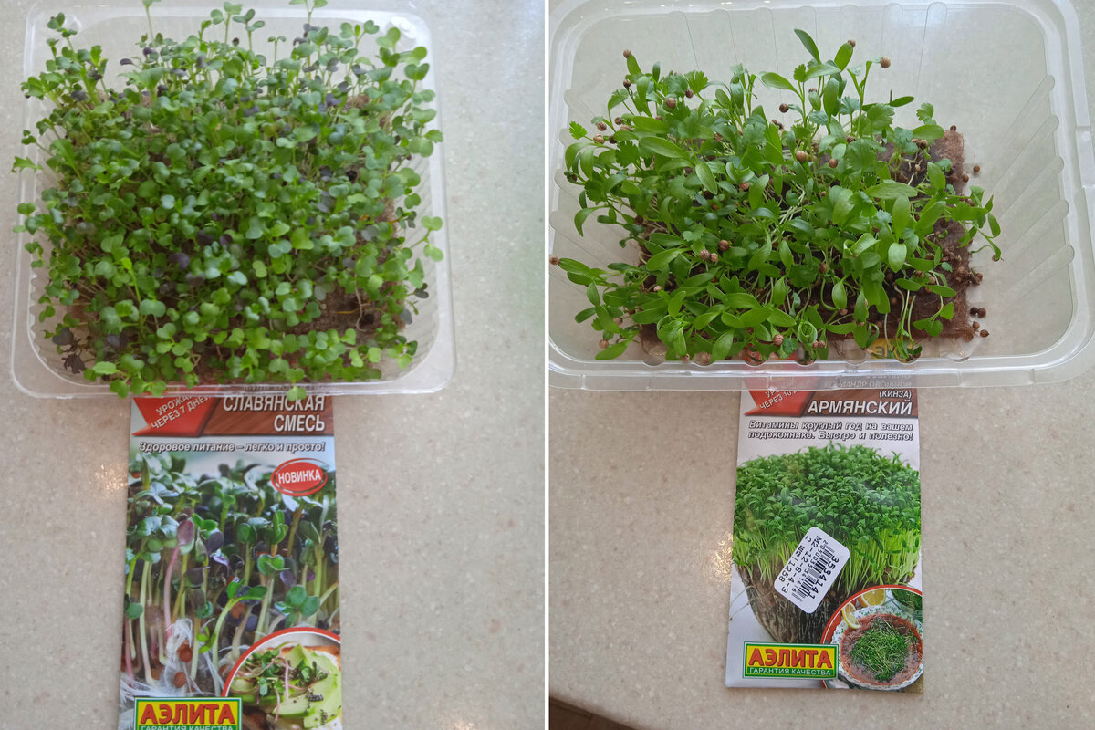 Фото семян из Леруа Мерлен к сожалению нет.