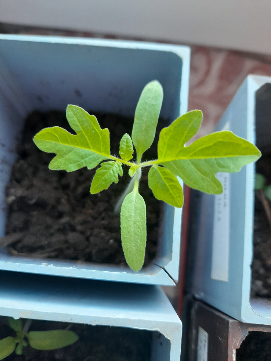 Самый шустрый оказался томат Бычье сердце