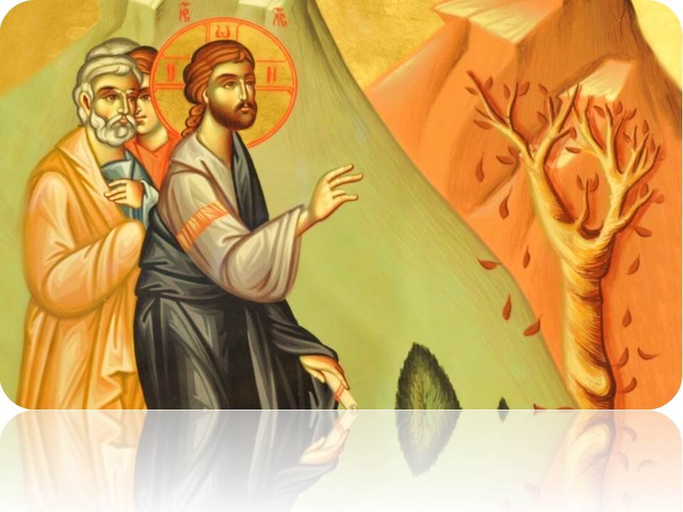 проклятие смоковницы, где фото - со свободных источников
