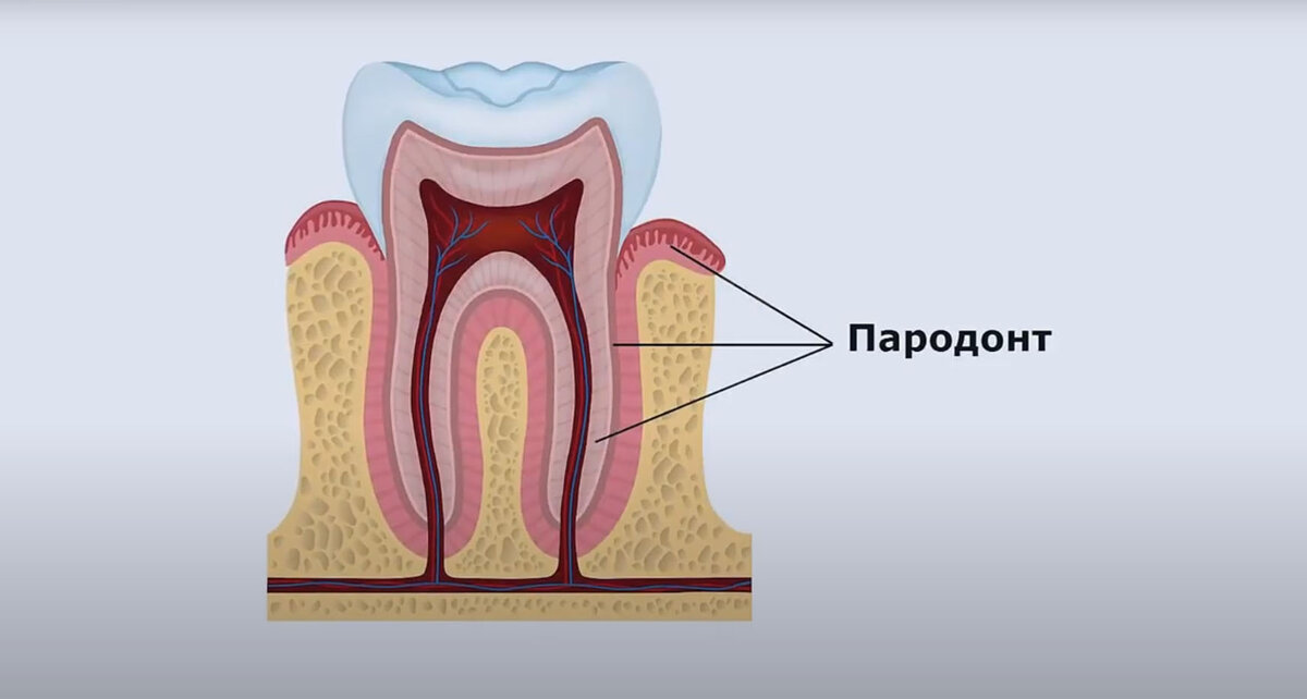 Что относится к пародонту?