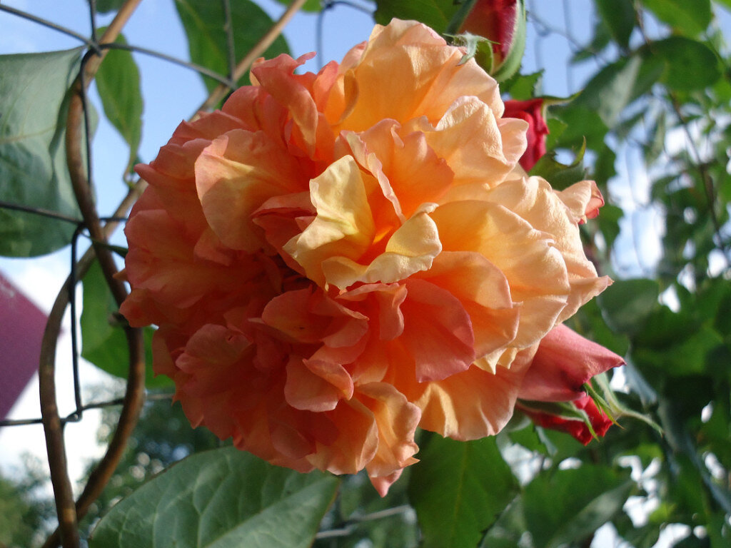 Алоха. Плетистая роза. 