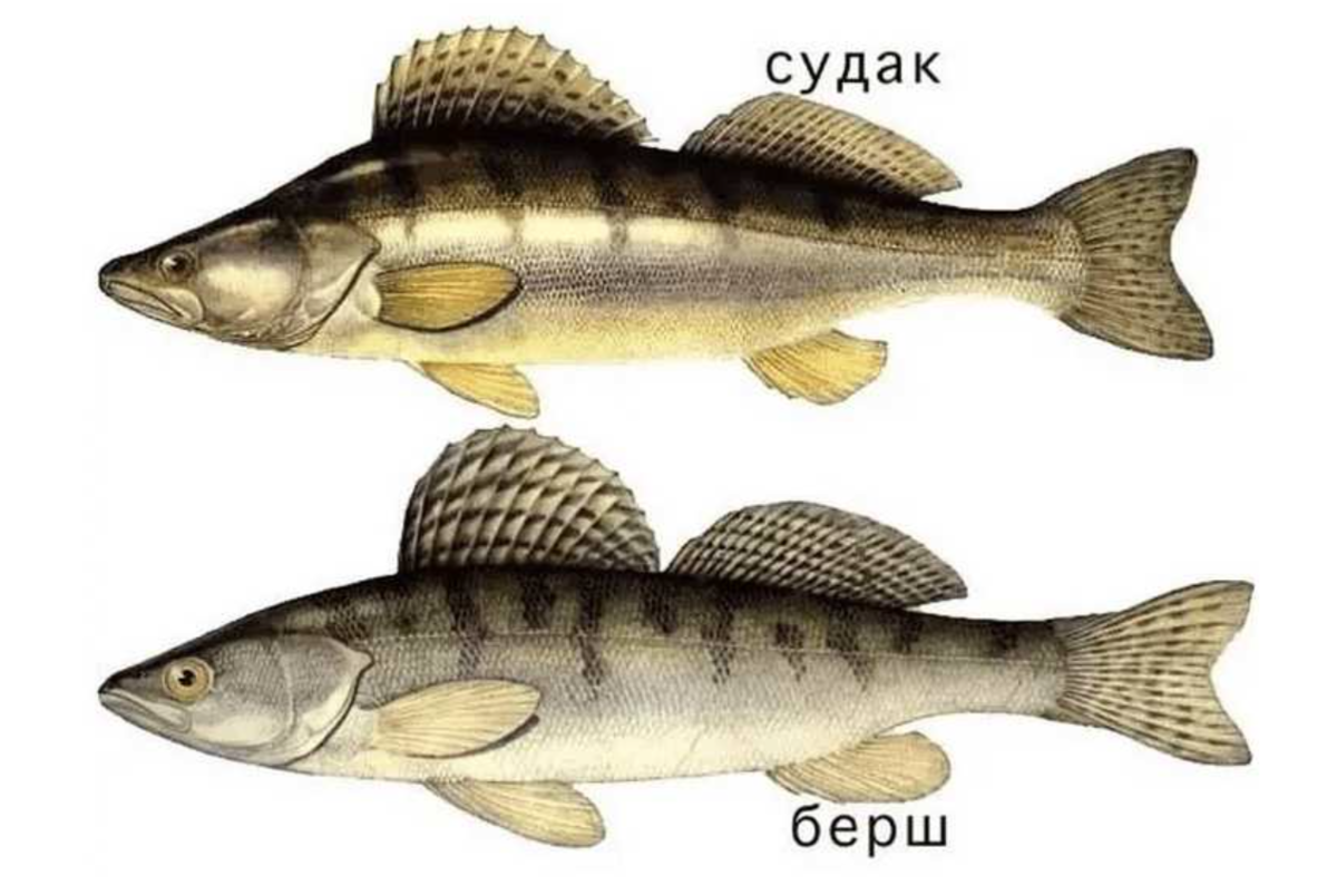 Как две капли воды