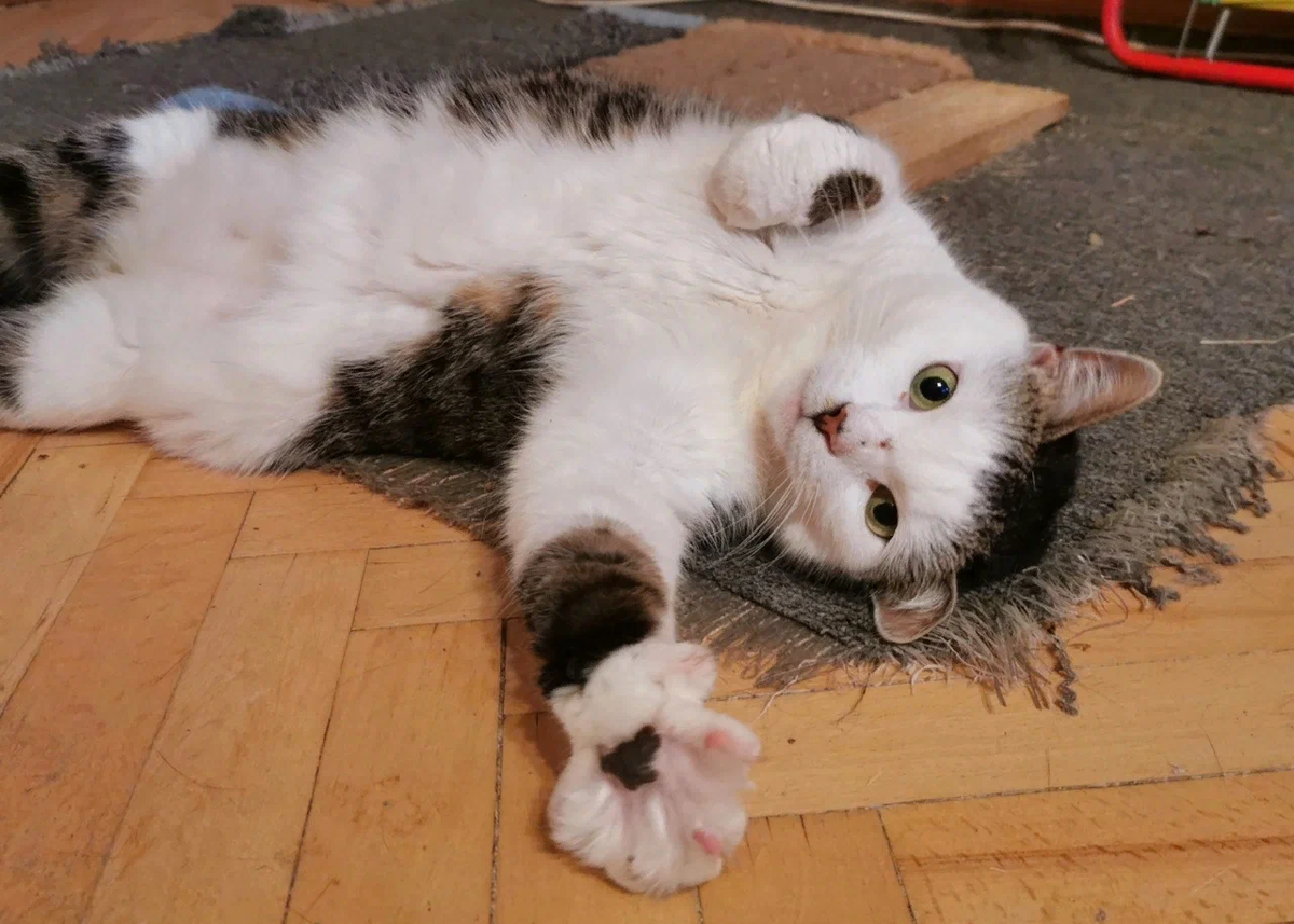 © ВСЕ ОТТЕНКИ КОШАЧЬЕГО. Кошка Есения ищет дом!  