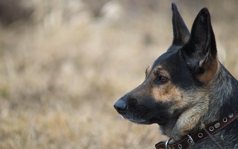 Поддержание баланса позитивных и негативных эмоций имеет решающее значение в любых отношениях. Фото peritas/Pixabay