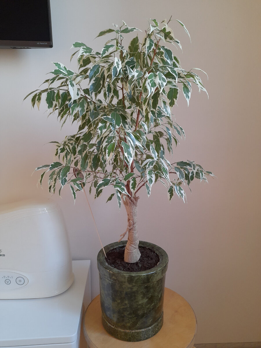 Ну прямо почти деревце, а не непонятное нечто с фото выше. Что ни говорите, а какой-то набросок формы уже просматривается. Фото автора.