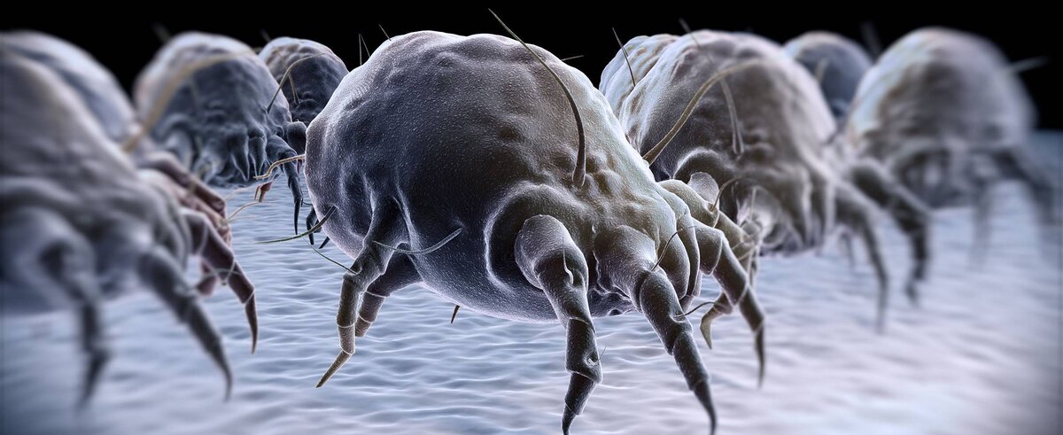 Сапрофит (пылевой клещ)