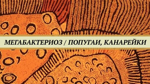 下载视频: Попугайчика постоянно тошнит, перья взъерошены, попугай нахохлен, слюна в клюве, зерно в помёте, птица худеет. Это мегабактериоз.