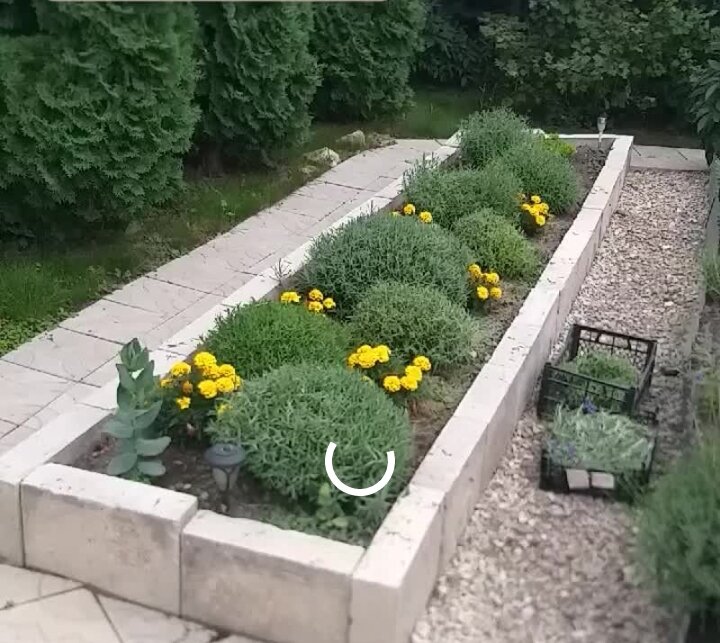 Кусты кронирую в форме шарика