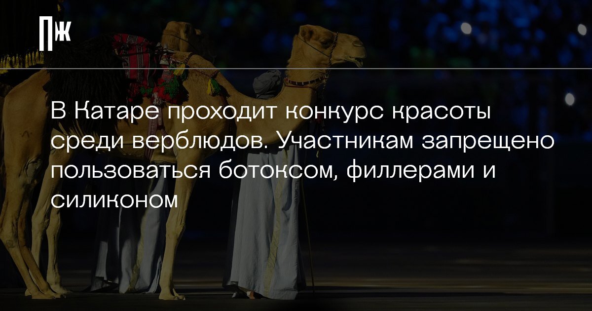     В Катаре проходит конкурс красоты среди верблюдов. Участникам запрещено пользоваться ботоксом, филлерами и силиконом