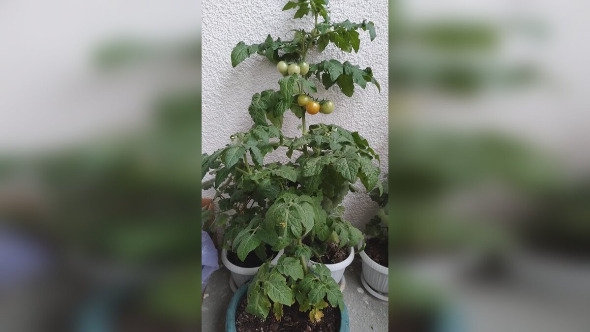 Сохранилось одно фото моего Пиноккио.