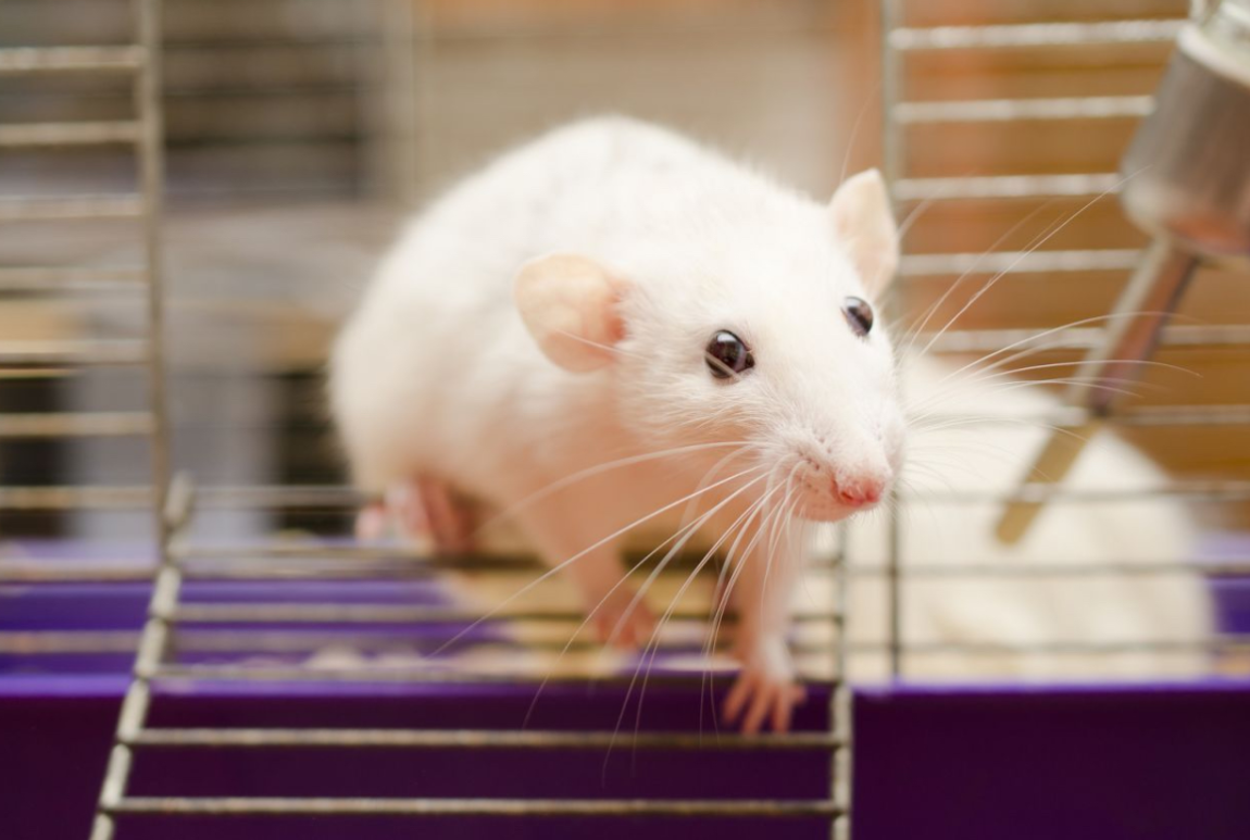 Фото лабораторной мыши из открытых источников