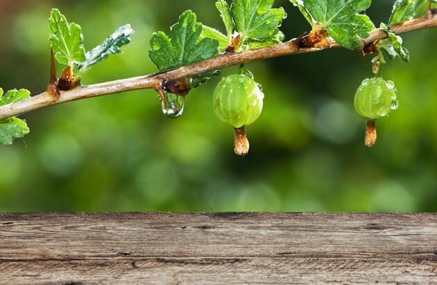 Подкормка в середине лета нужна и веткам, и плодам