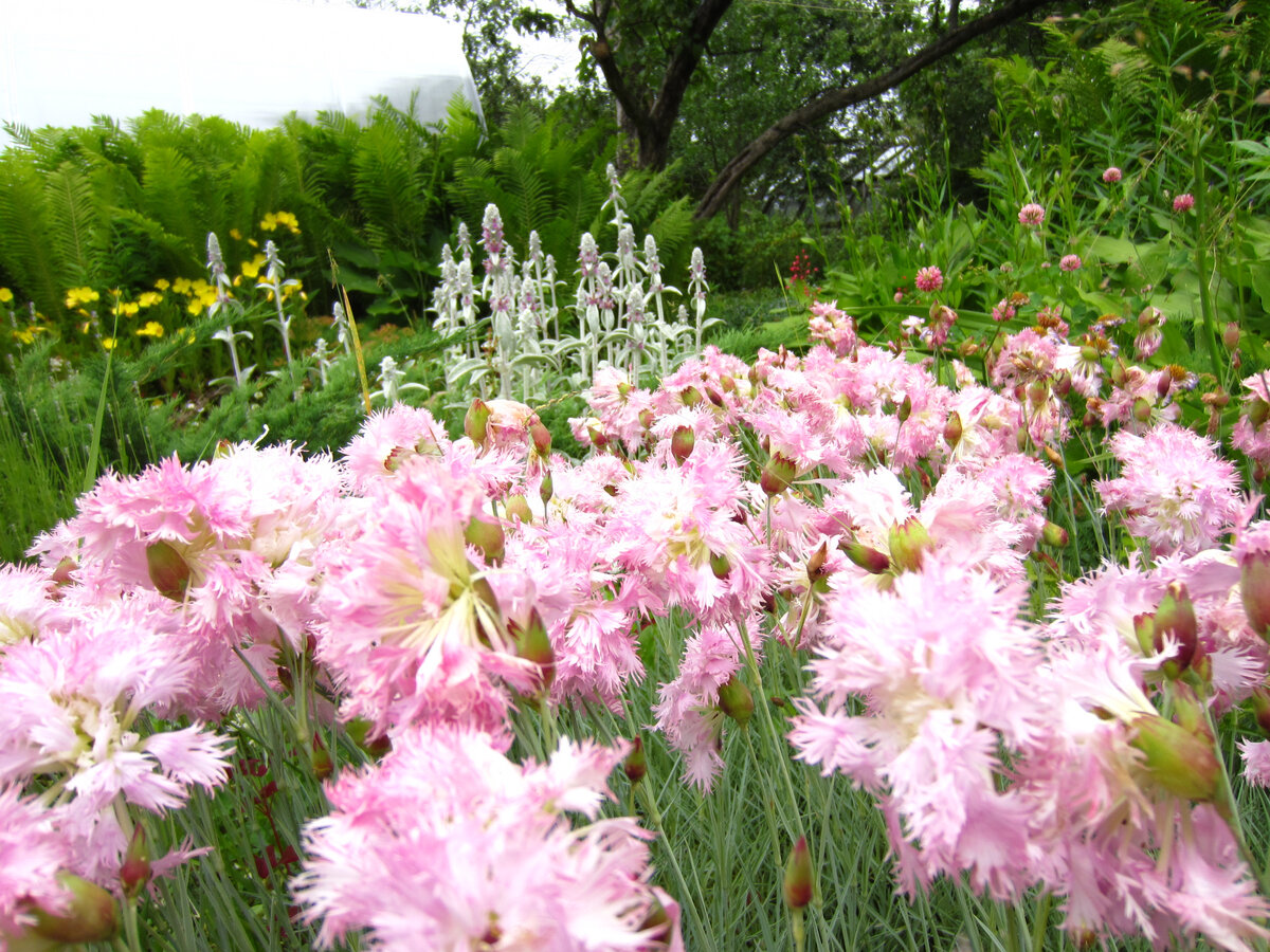 Былая роскошь лет 10 назад. Даже старая яблоня, которая теперь коряга-опора, ещё жива. И теплица стоит там всего пару лет...