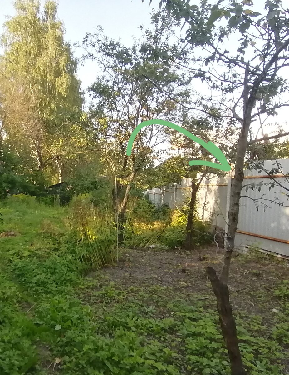 Одной большой веткой зацепилось за забор. 