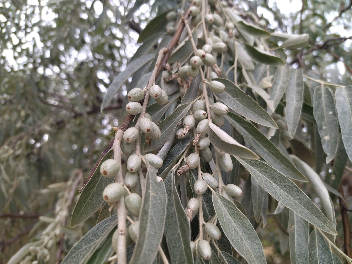 Elaeagnus ebbingei дерево