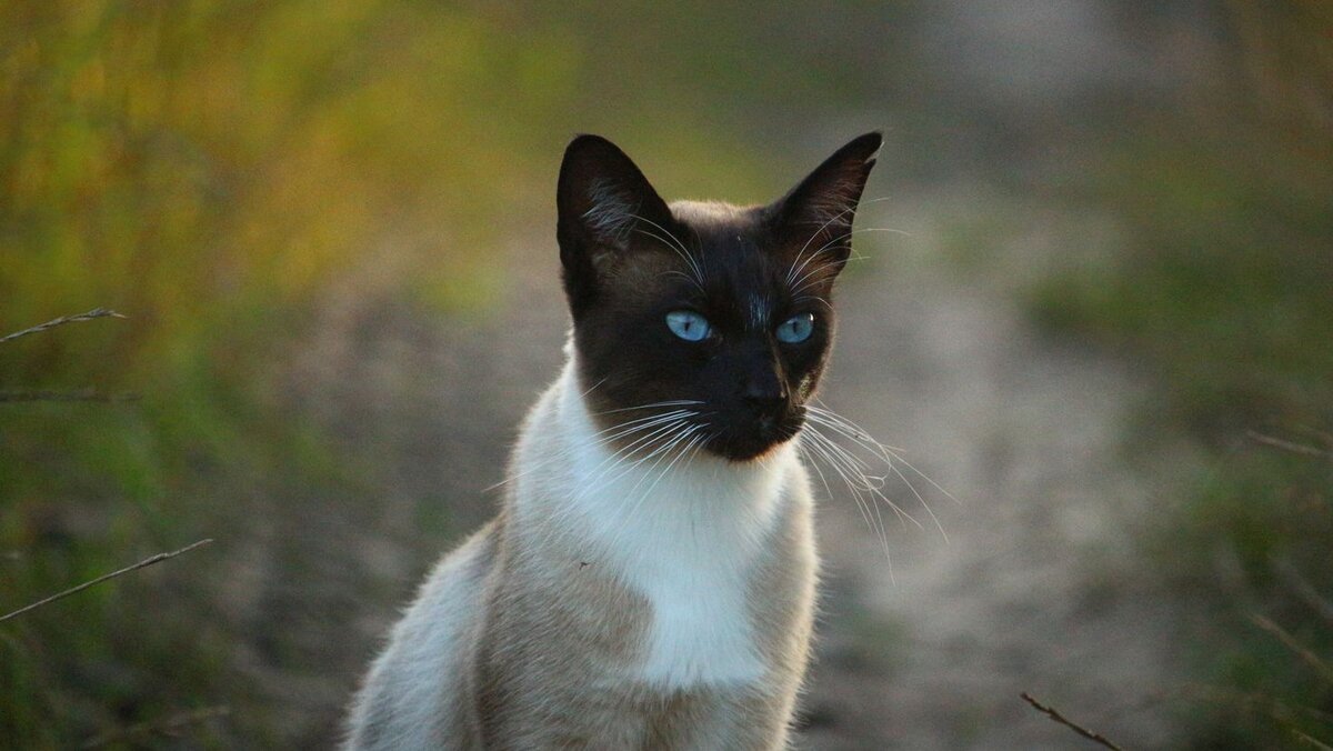 Сиамская кошка