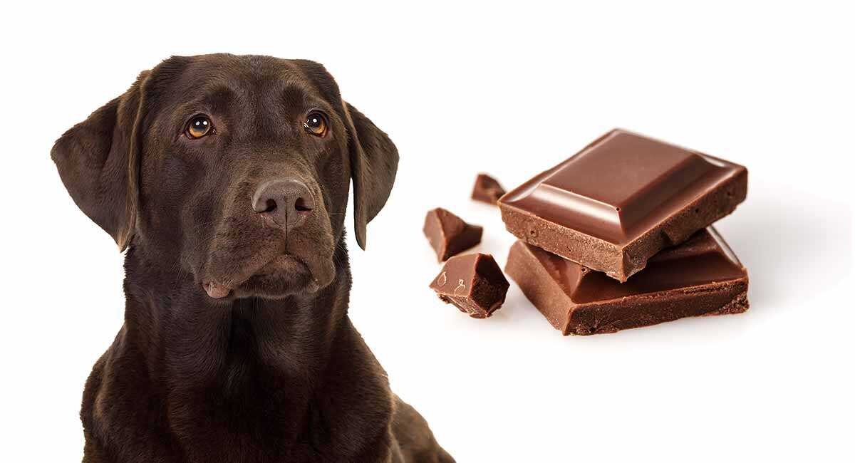 Почему собакам нельзя давать шоколад: Опасности для здоровья пушистых  друзей | Блог Алисы | Дзен