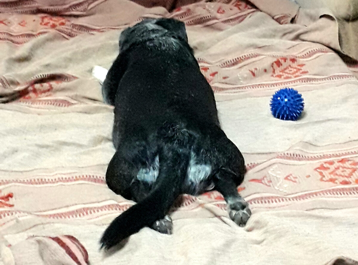 Наша шкода)