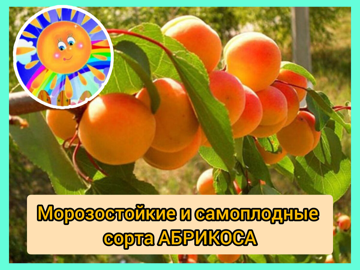 Сорта абрикосов для Сибири