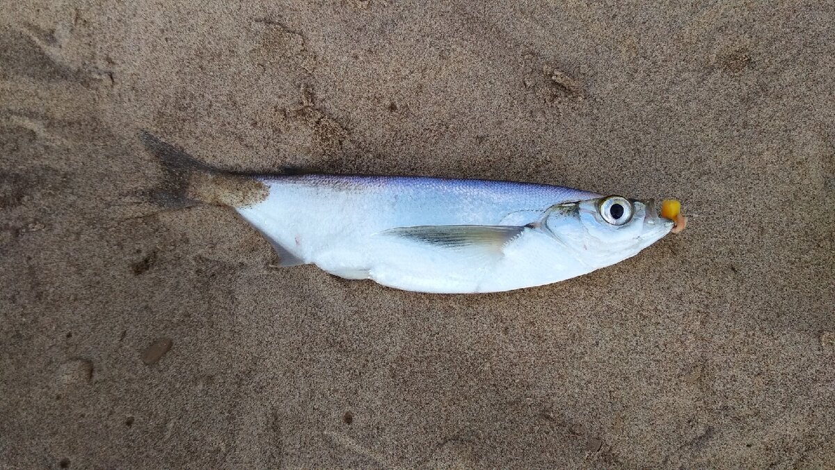 Чехошка соблазнилась опарышем с кукурузой