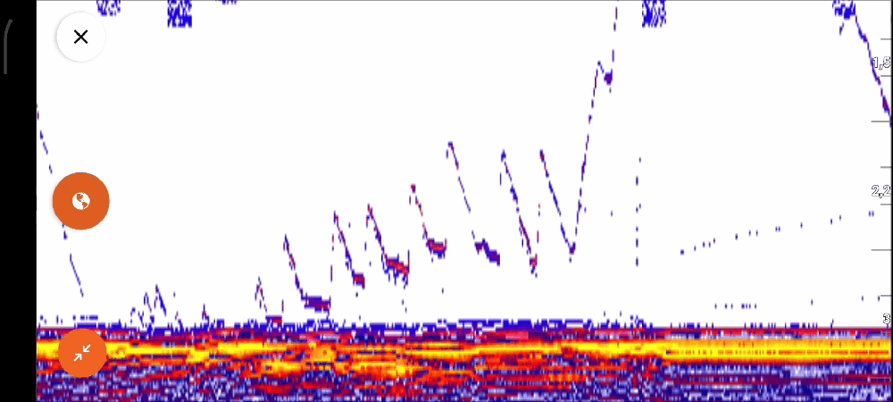 Поклёвка окуня на блесну в эхолоте