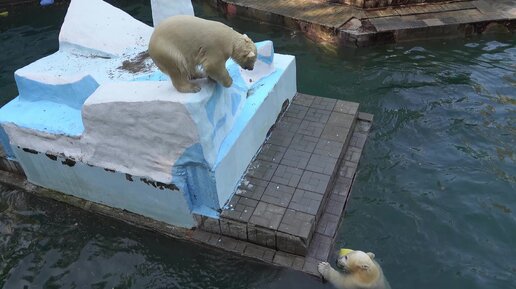 Белка первая прыгнула в бассейн и позвала сестру поиграть с ней. 26.09. ...