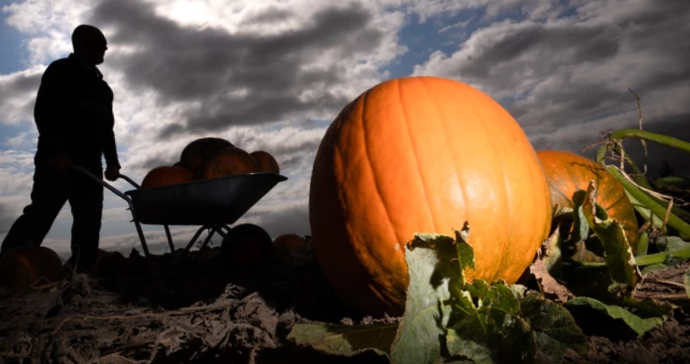 когда собирать тыкву