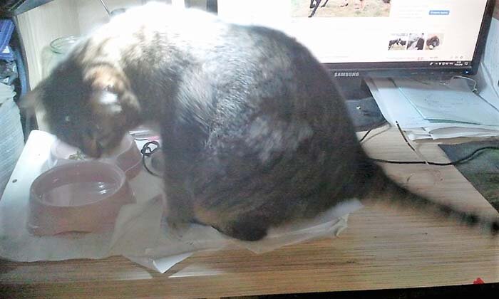 Мурка откушивает