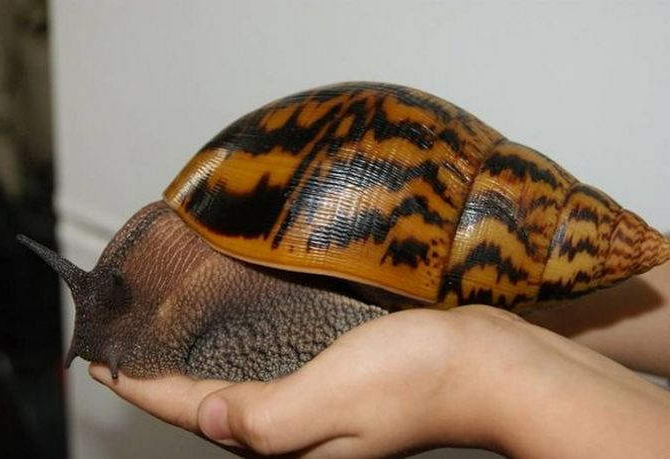 Считается, что самым большим является вид Ахатина тигр, который не заканчивает рост к году, как другие виды, а продолжает наращивать сантиметры к раковине в течение всей жизни. 