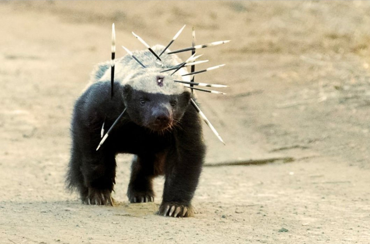 Медоед после боя с дикообразом 