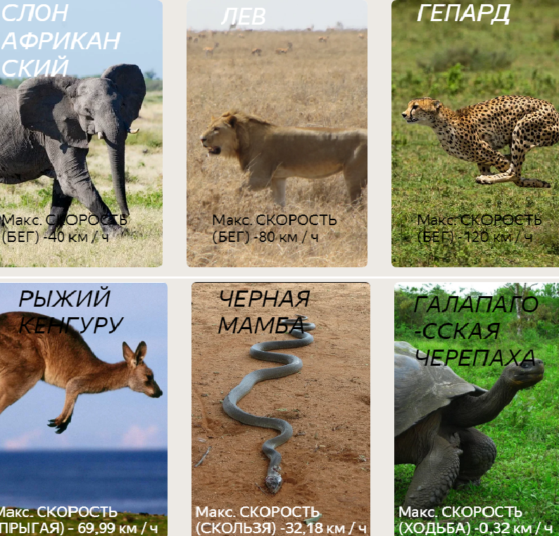 какую скорость развивает белый. максимальная скорость бега медведя. какую скорость развивает белый. скорость света в км в час. скорость животных при беге.