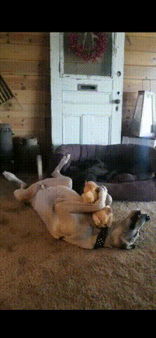 Подарили нового плюшевого мишку