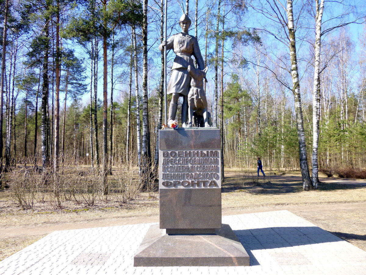 парк сосновка в питере