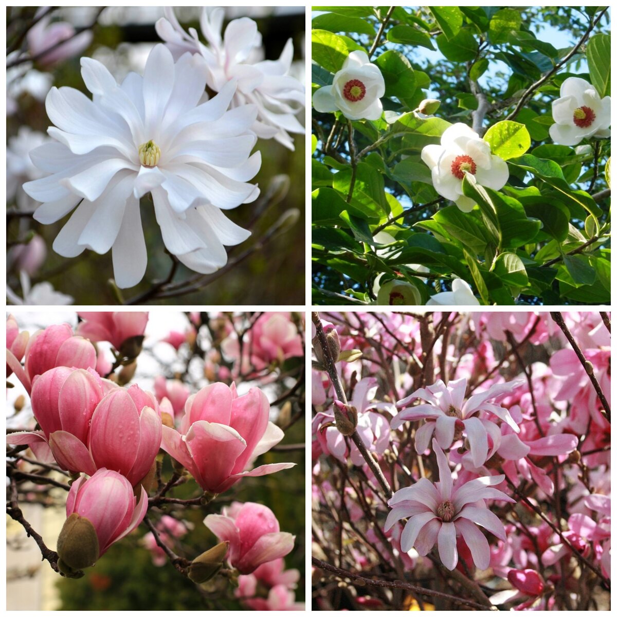 1.кобус;  2. зибольда;  3. суланжа;   4.звездчатая; 