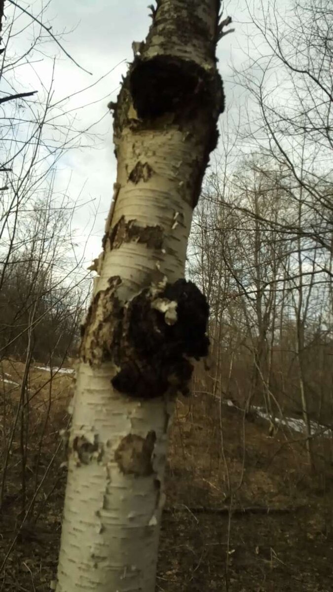 Чага. Фото от 20 апреля 2019 г.