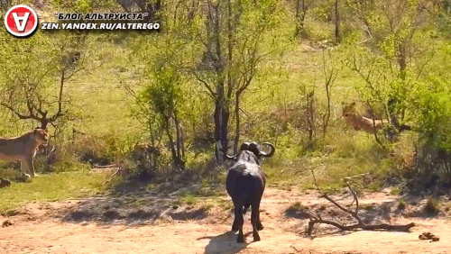 Буйвол против львов.