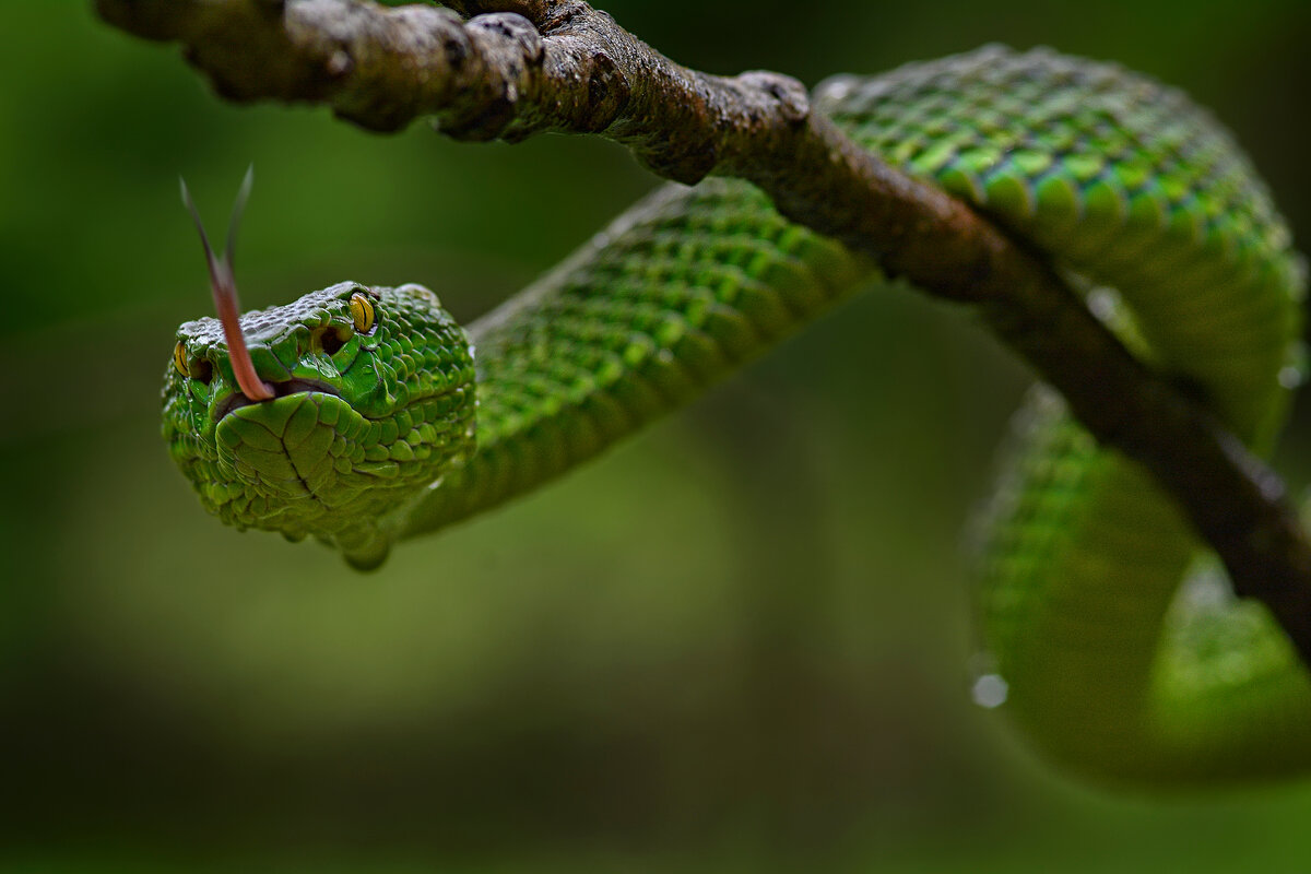 Зеленая змея Бали