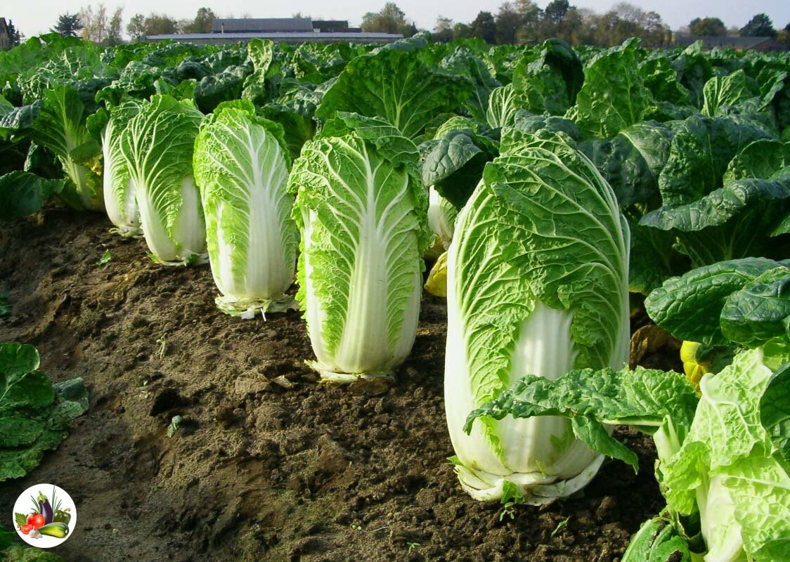 Чем подкормить капусту, чтобы завязались большие головки: советы опытных огородников