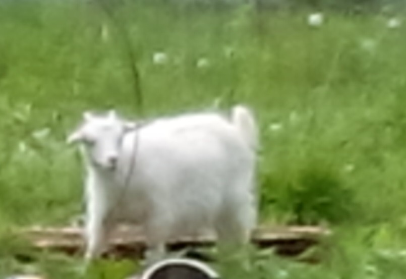 Козел не этот милый козлик