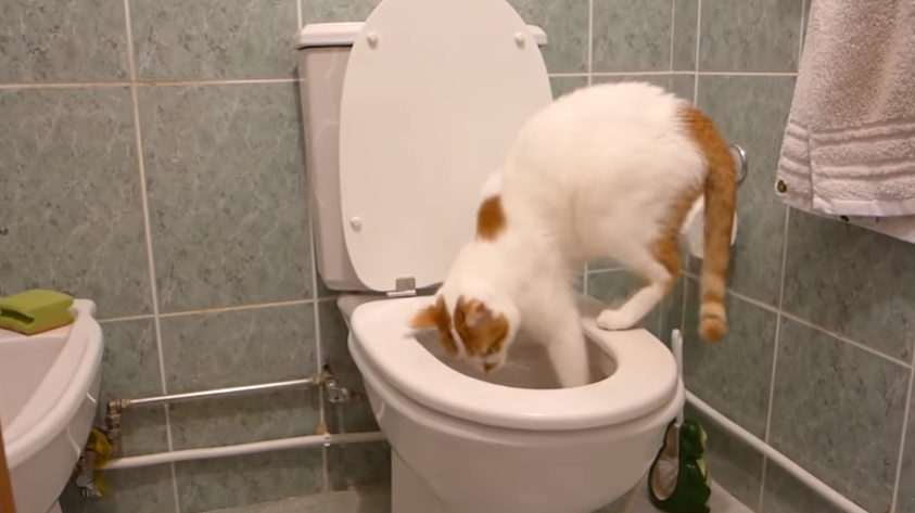 Котик Лаффи не понимает, что происходит. 