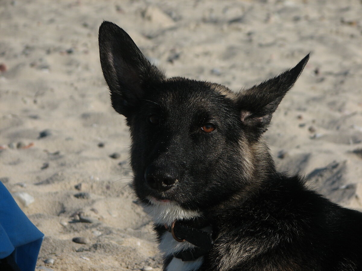 На этой фотографии Чару больно. Он вырвал два когтя во время прогулки на море :((
