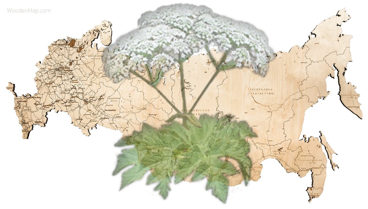 Борщевик — экологическая катастрофа РФ