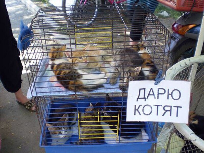 Тверскиетолки.рф