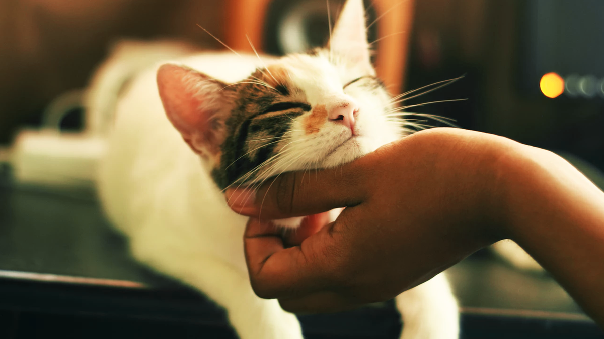 Что кошки думают о своем хозяине? | Психология человека | Дзен