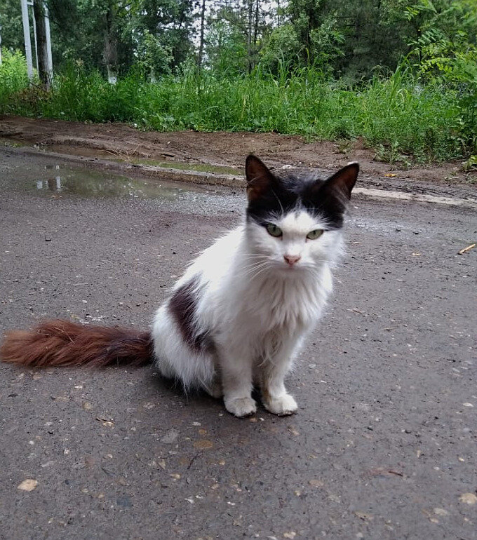 Вот мне нравятся коты с необычными мордочками)