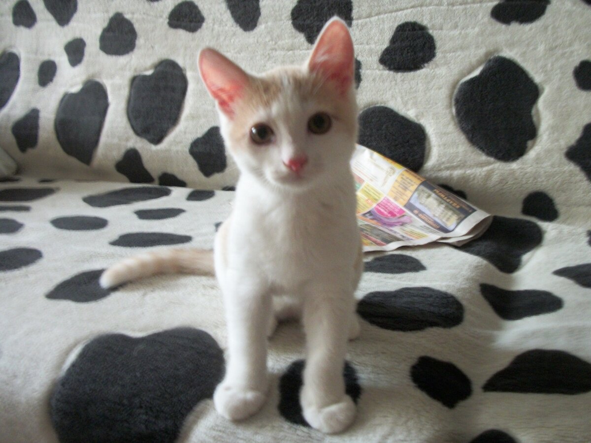 Йоха: "Любой брутал имеет  право быть котёнком!"