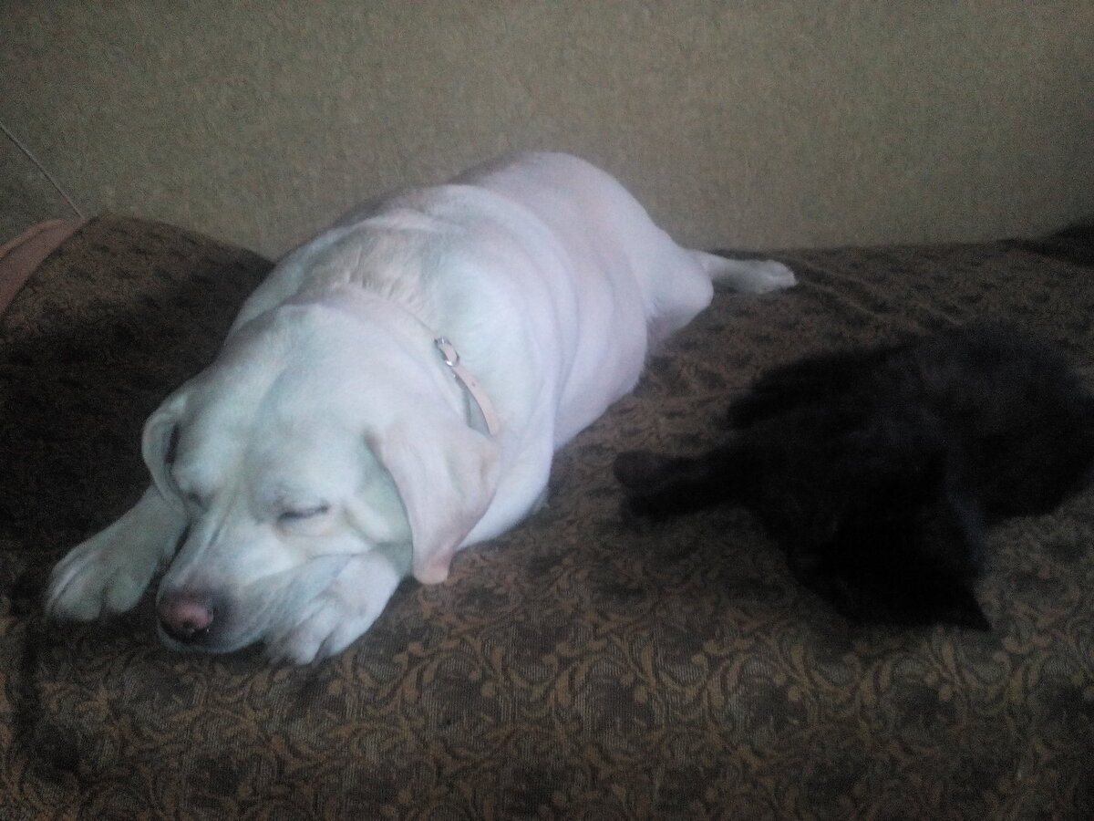 Муська и Раджик ( Раджик потому что подобрала у магазина Радеж)