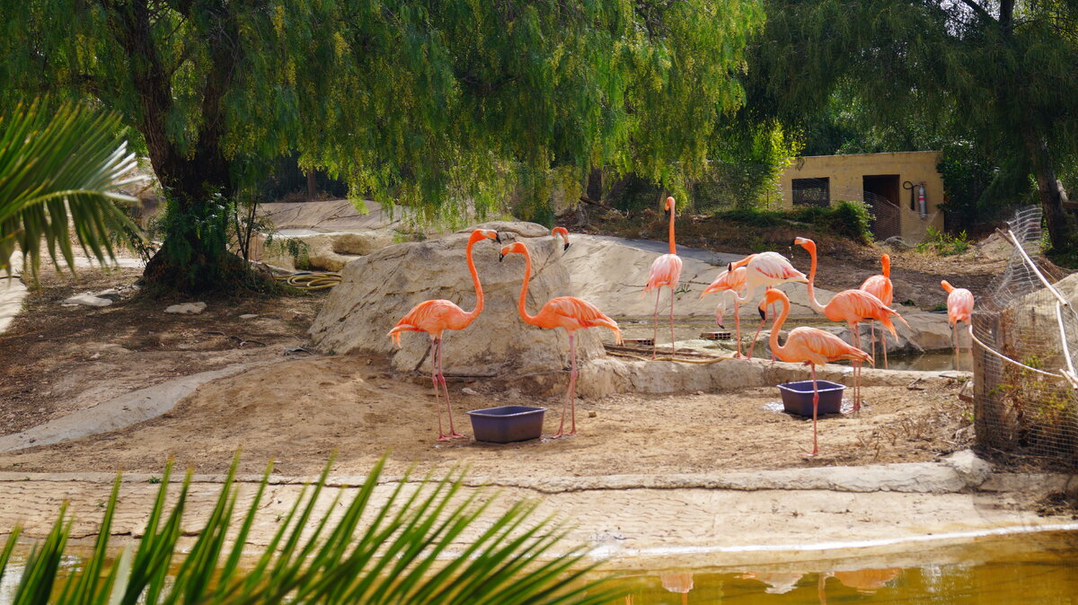 Розовые фламинго.