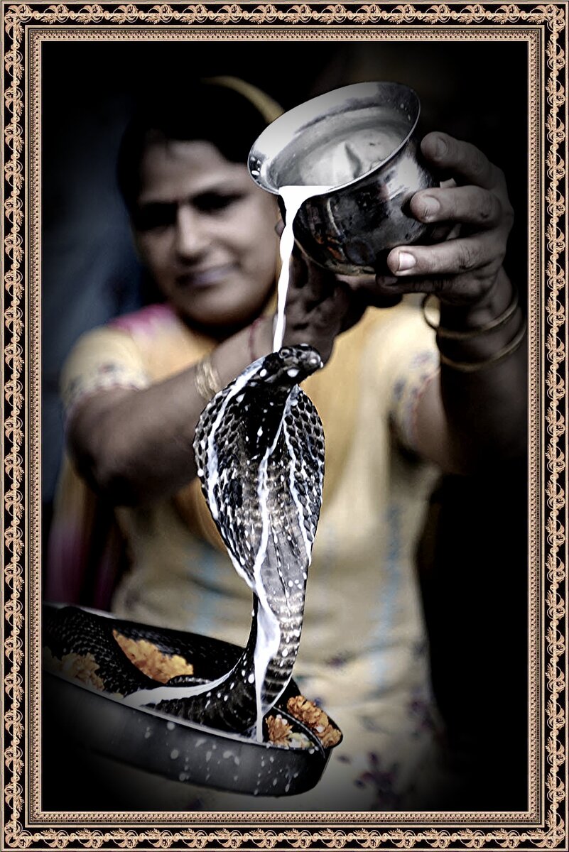 Кормление змей...