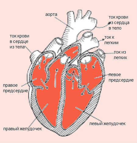 Перикардит у кошек - симптомы, диагностика, лечение - Сеть Ветеринарных Центров 